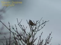 Noordse goudvink [Pyrrhula pyrrhula pyrrhula]